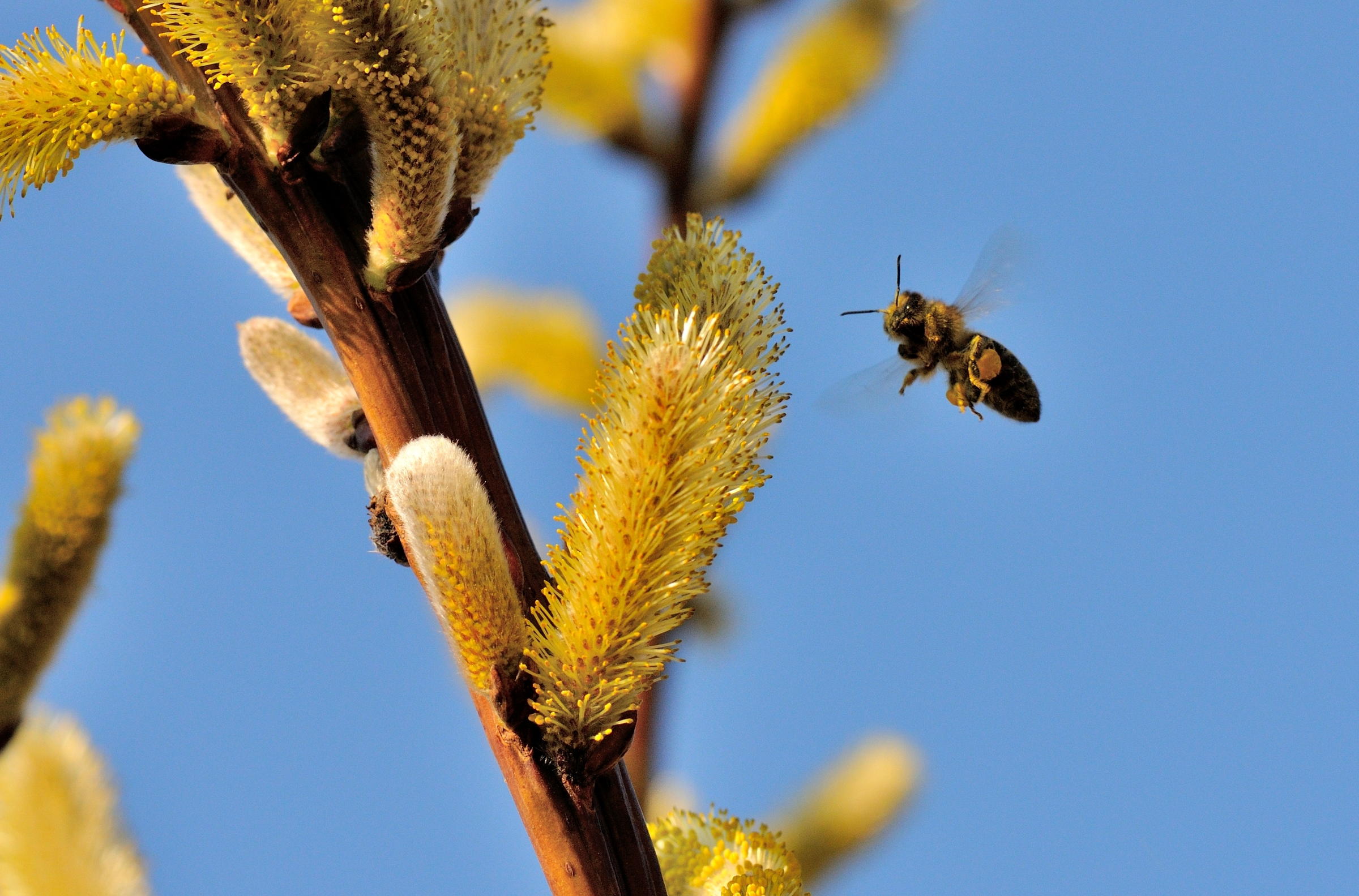 A bee approaching a flowering willow catkin, carrying value between living systems